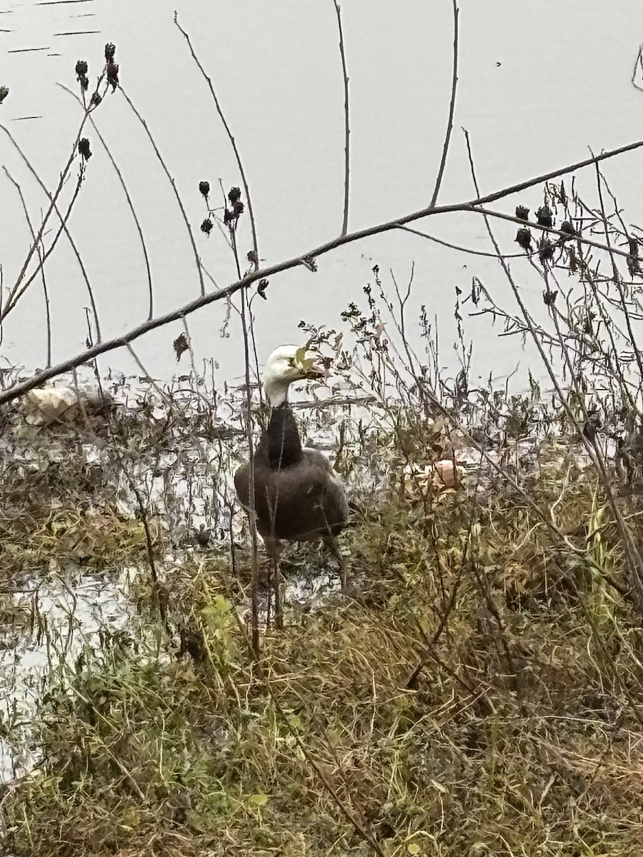 Snow Goose - ML646536178