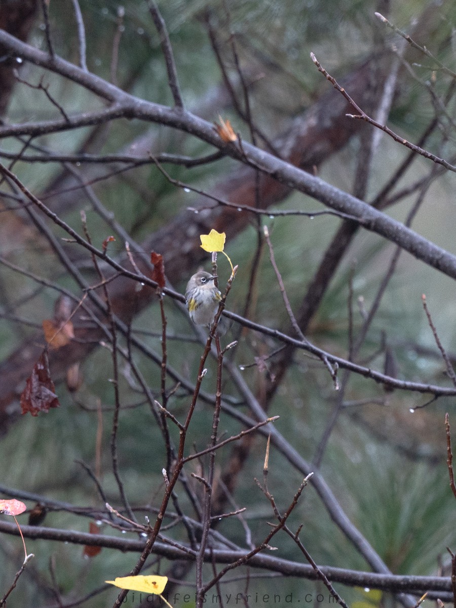 Yellow-rumped Warbler - ML646536179
