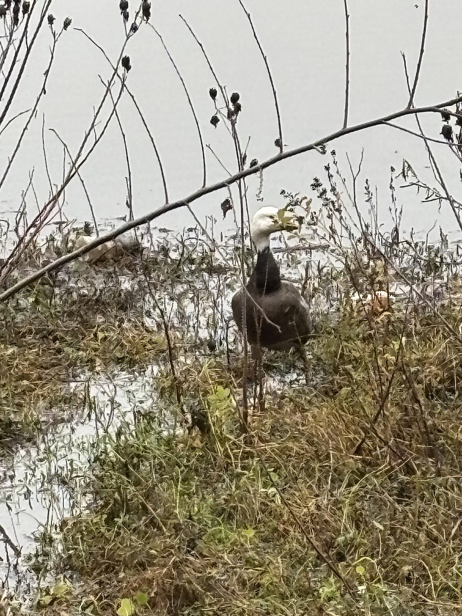 Snow Goose - ML646536180