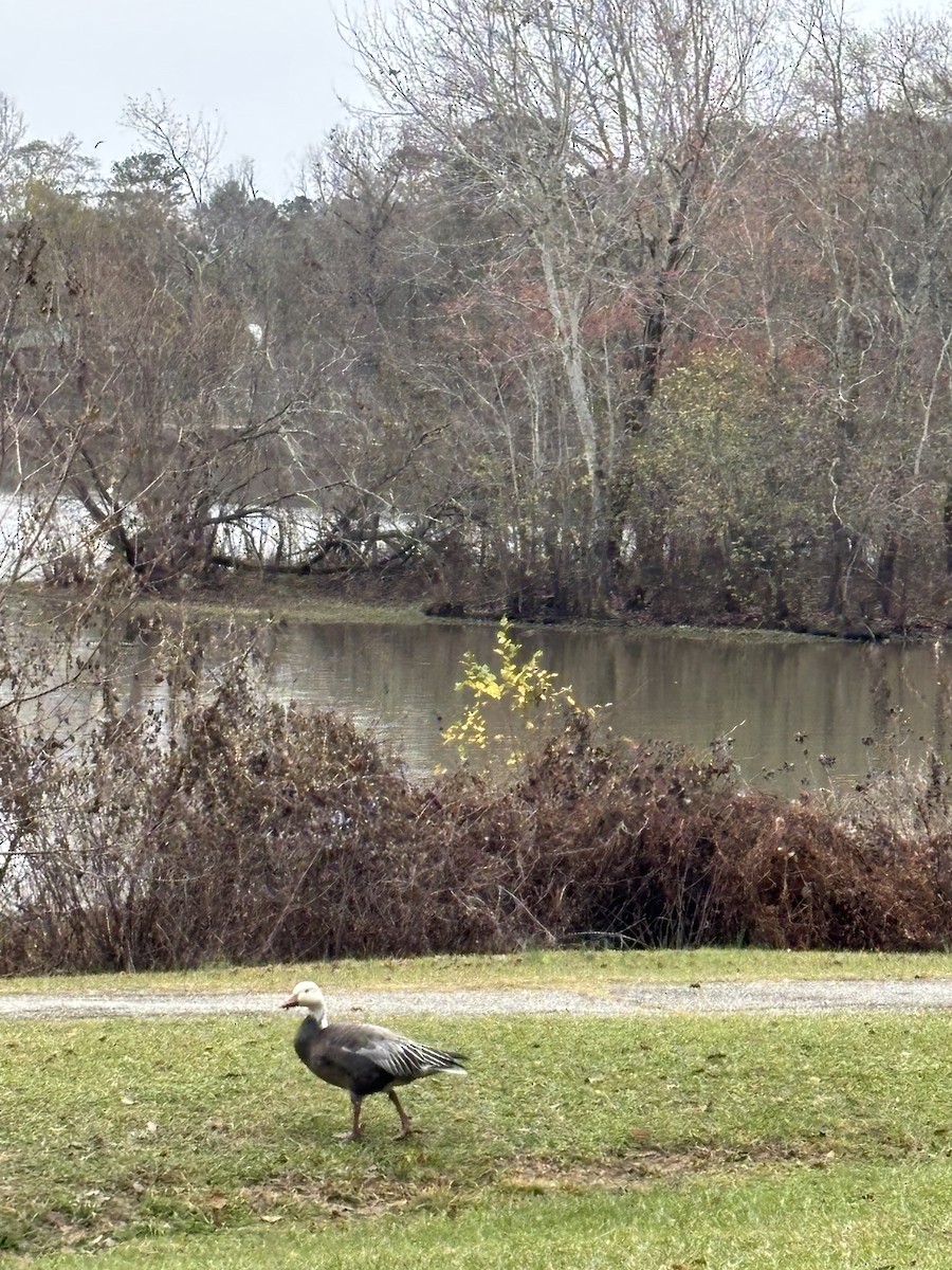 Snow Goose - ML646536181