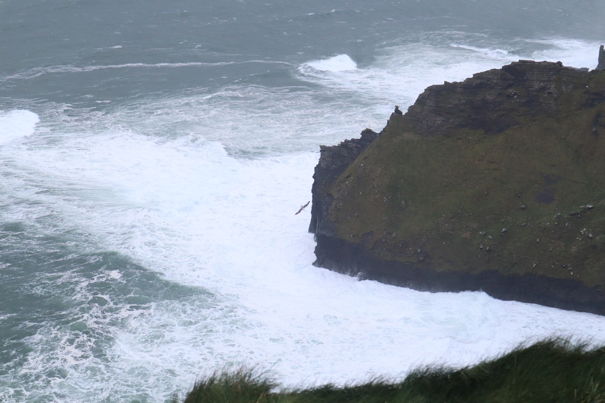 buřňák lední - ML646536182