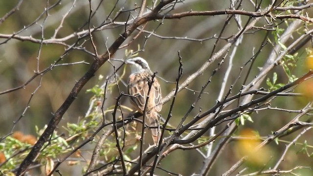 Stripe-headed Sparrow - ML646536183