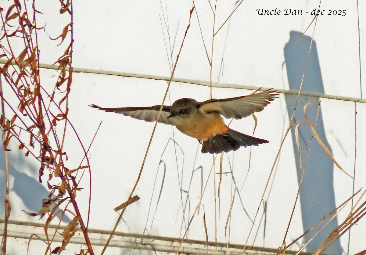 Zimtbauch-Phoebetyrann - ML646536184