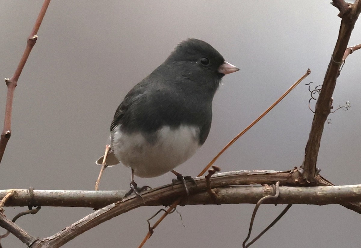 Junco ardoisé (hyemalis/carolinensis) - ML646536185