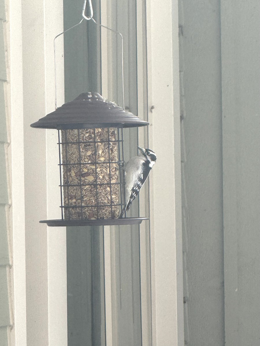 Пушистый дятел - ML646536186