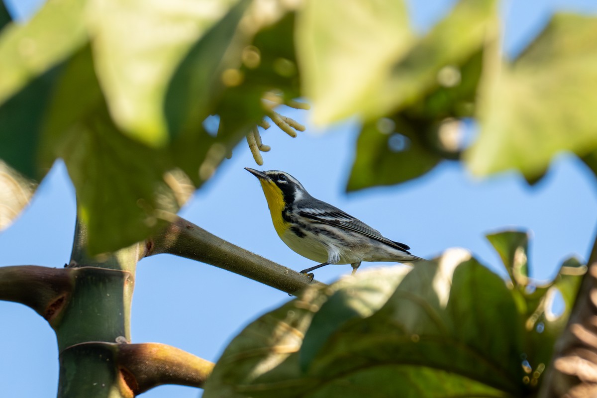 Yellow-throated Warbler - ML646536188