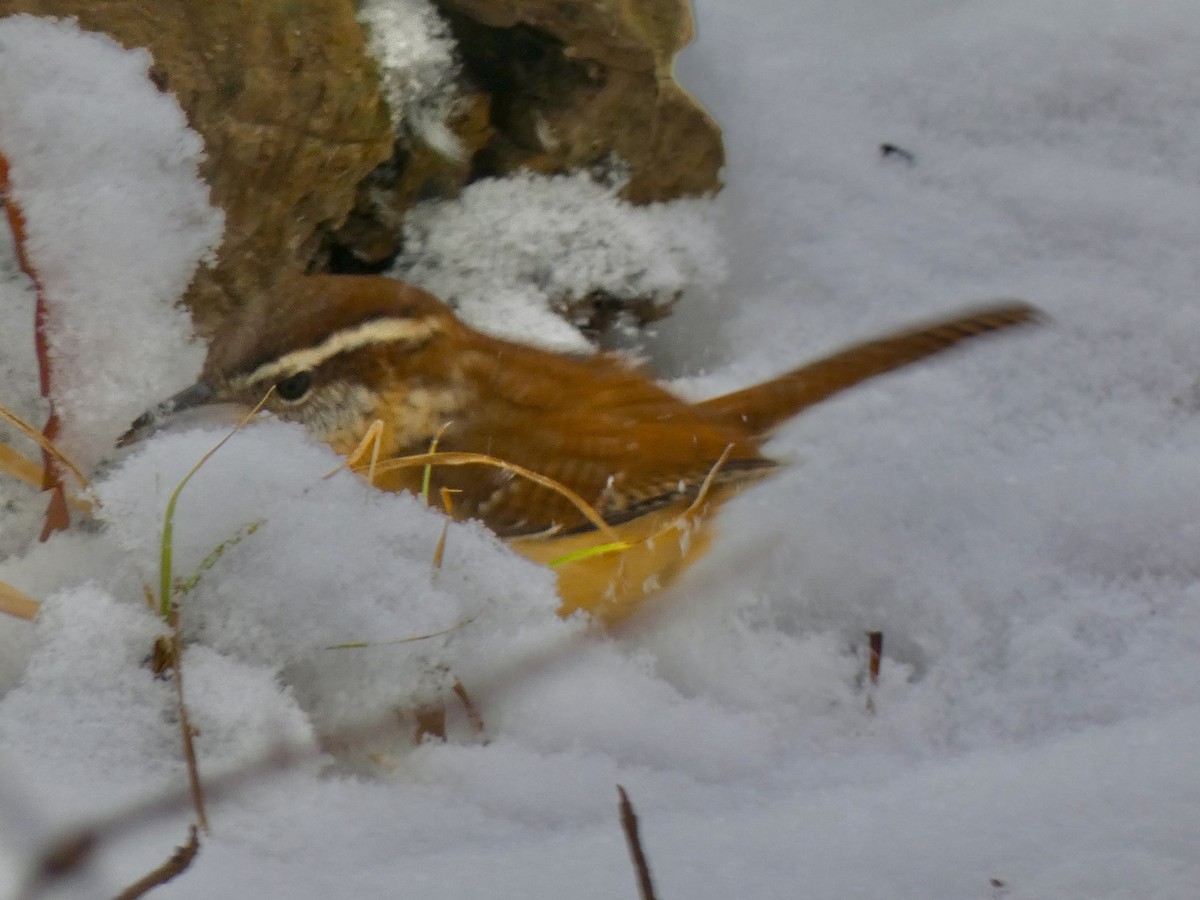 Carolina Wren - ML646536189