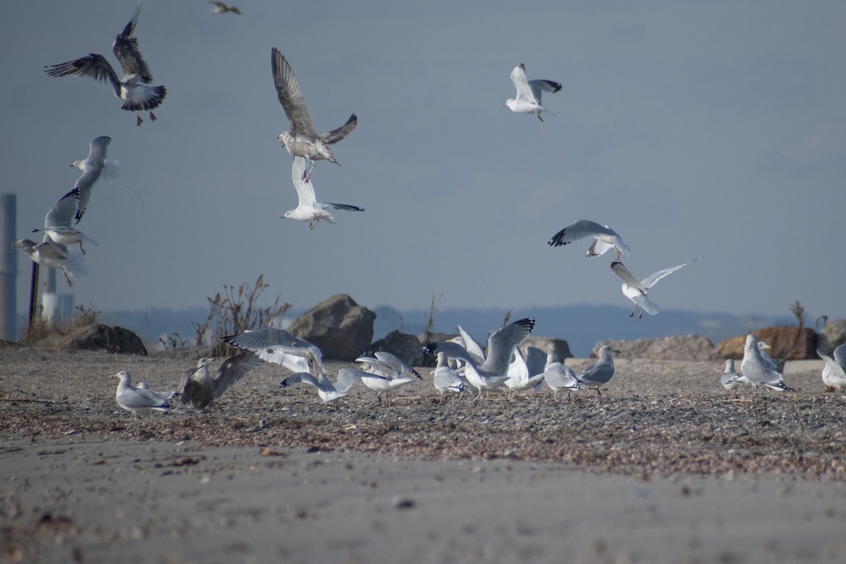 Gaviota Argéntea Americana - ML646536191