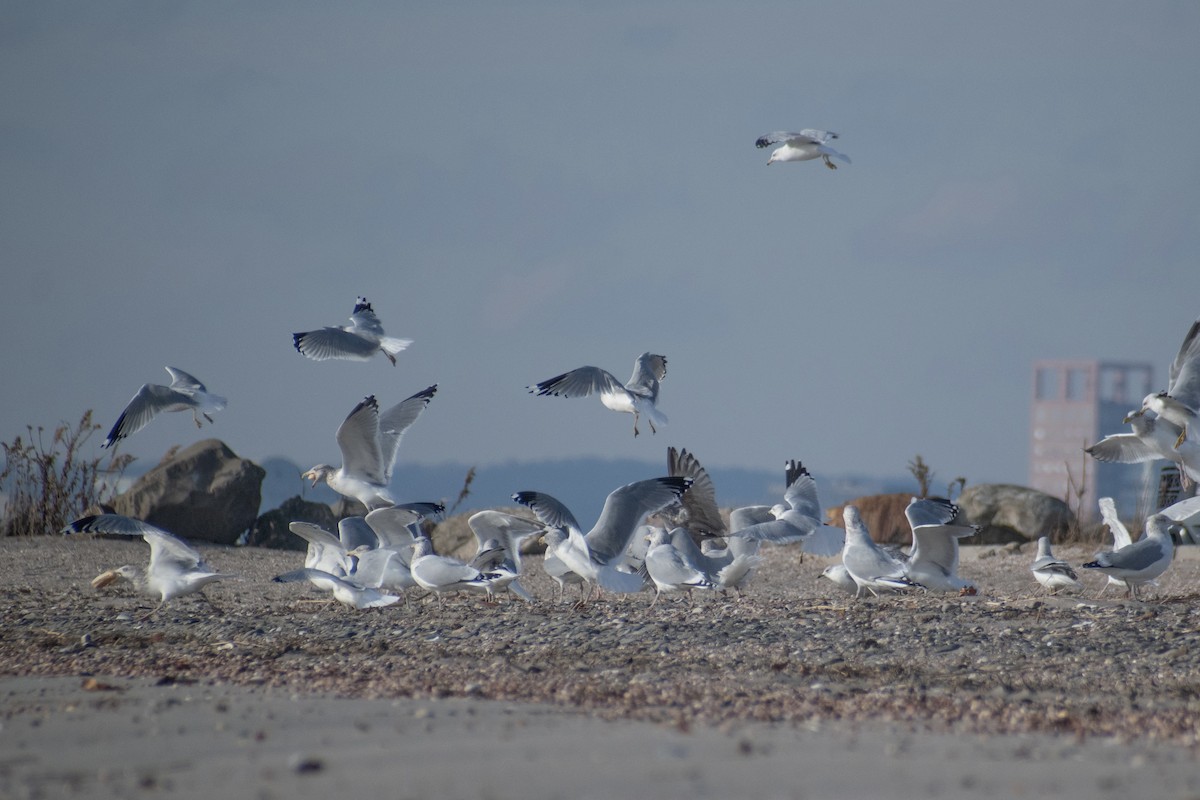 Gaviota Argéntea Americana - ML646536192