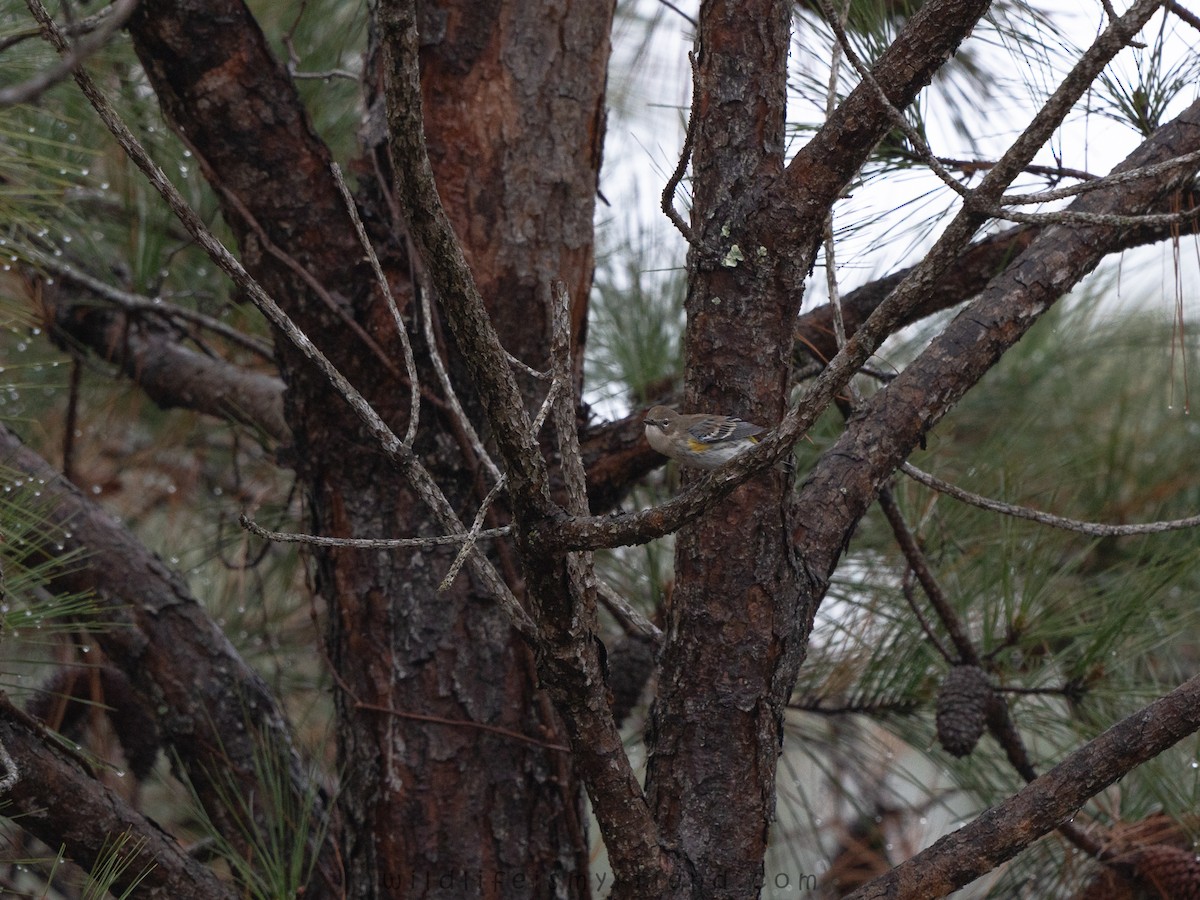 Yellow-rumped Warbler - ML646536193
