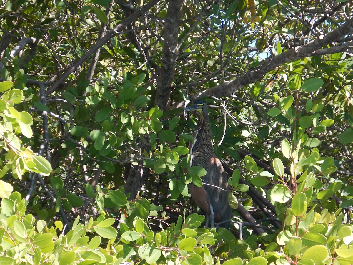 Bare-throated Tiger-Heron - ML646536194