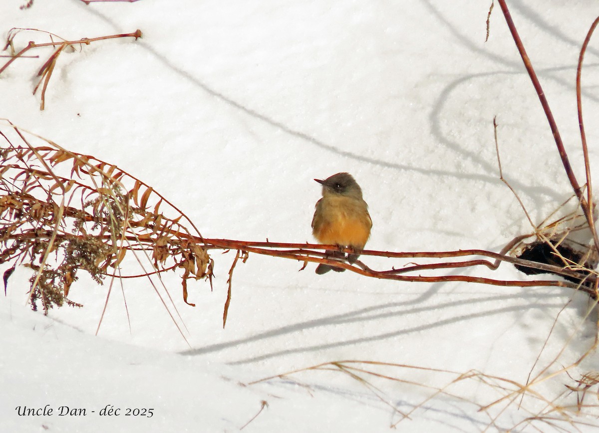 Zimtbauch-Phoebetyrann - ML646536195