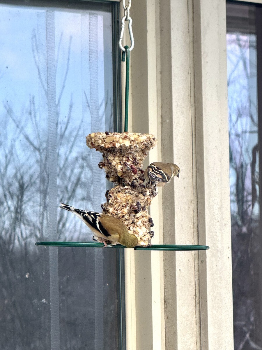 Американский чиж - ML646536196