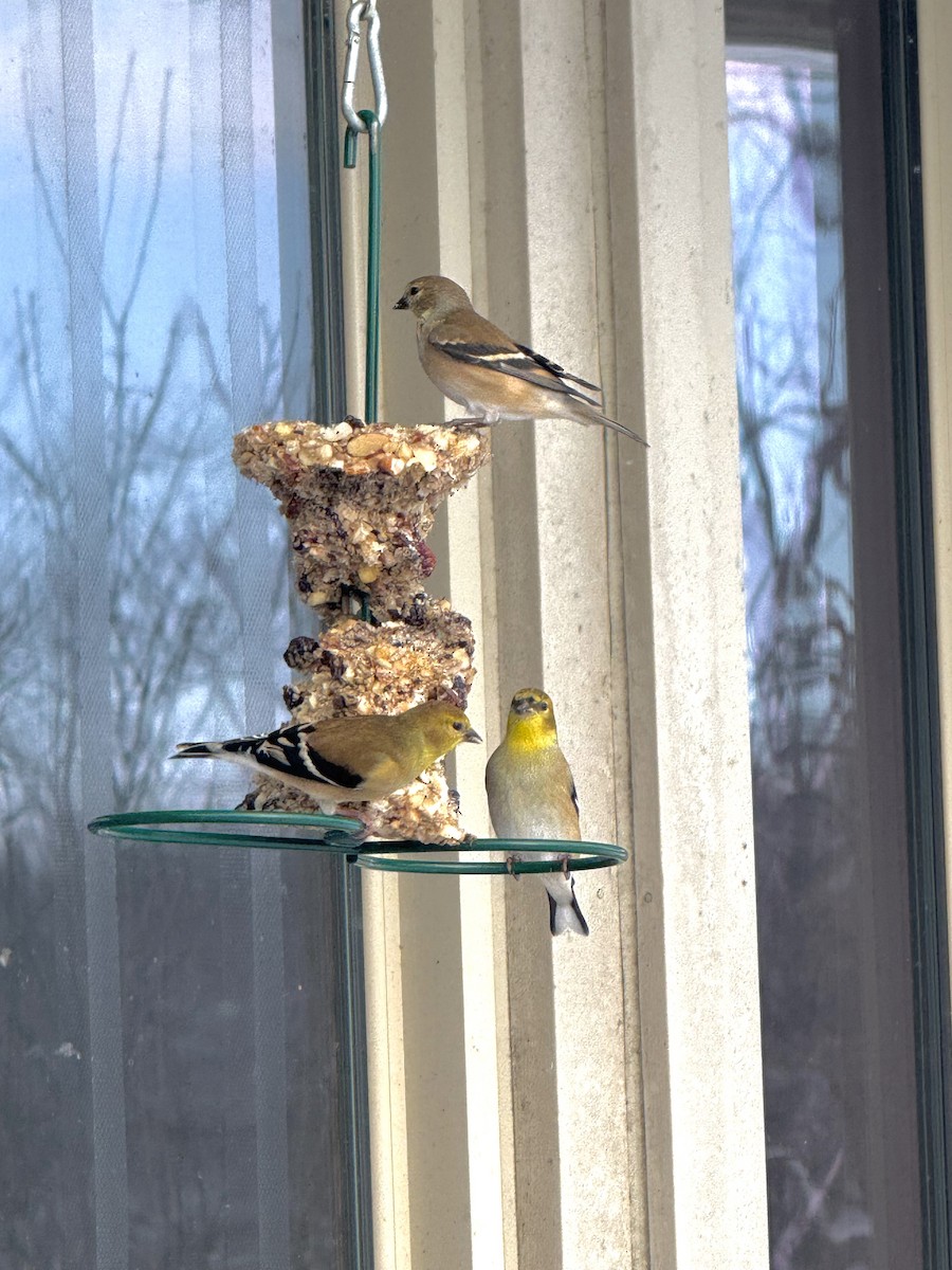 Американский чиж - ML646536197