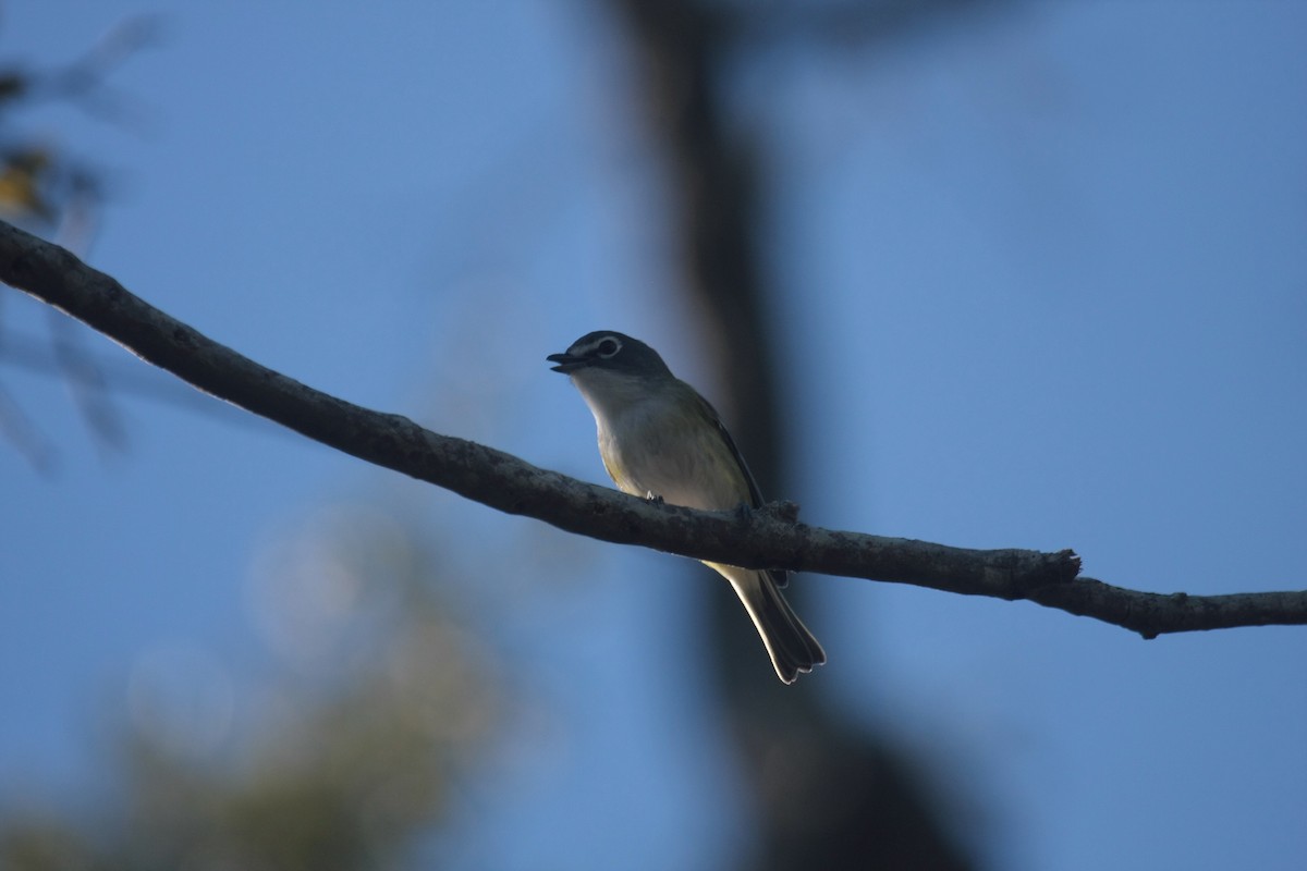 フタスジモズモドキ - ML646536198