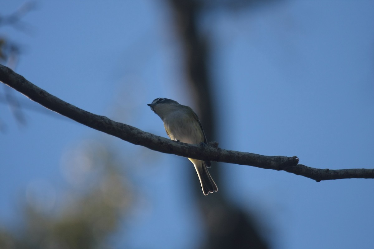 フタスジモズモドキ - ML646536199