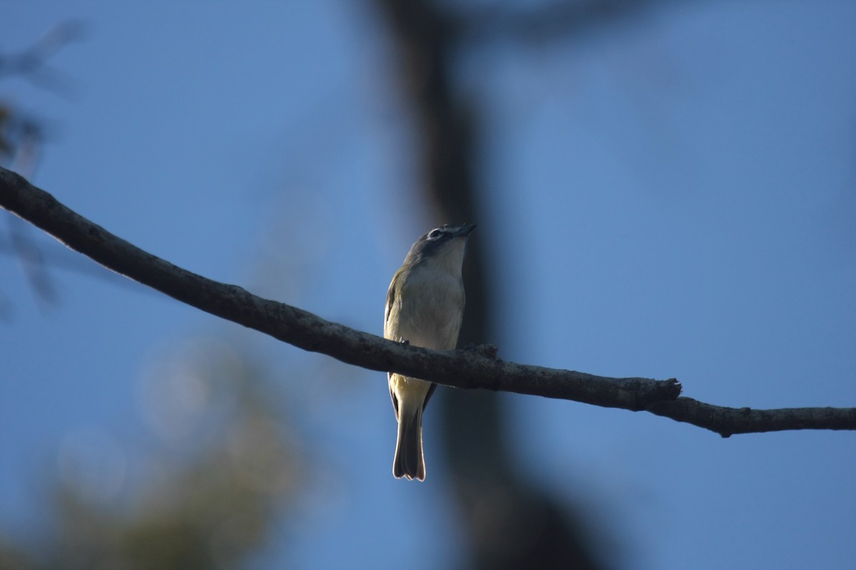 フタスジモズモドキ - ML646536200