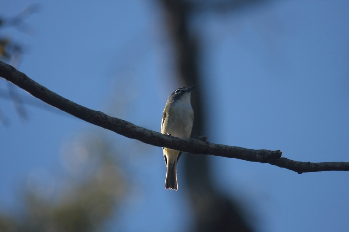 フタスジモズモドキ - ML646536201