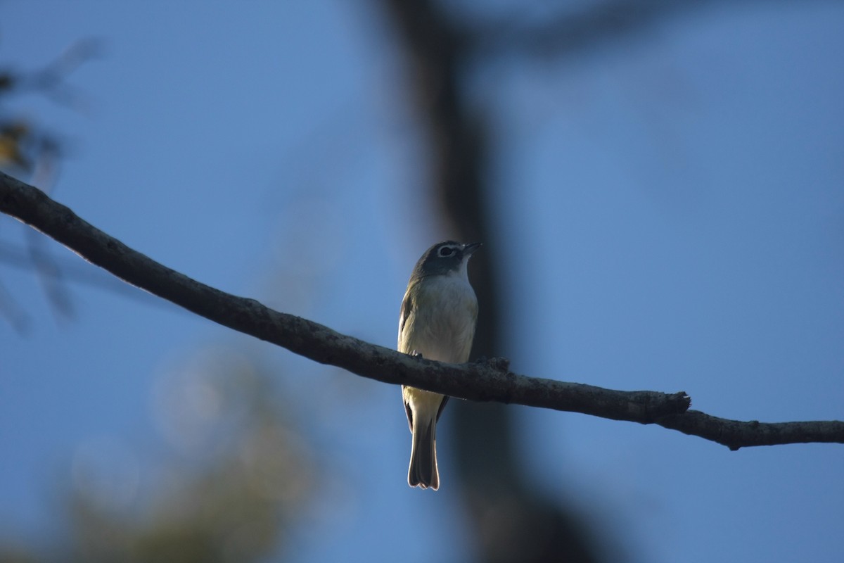 フタスジモズモドキ - ML646536202