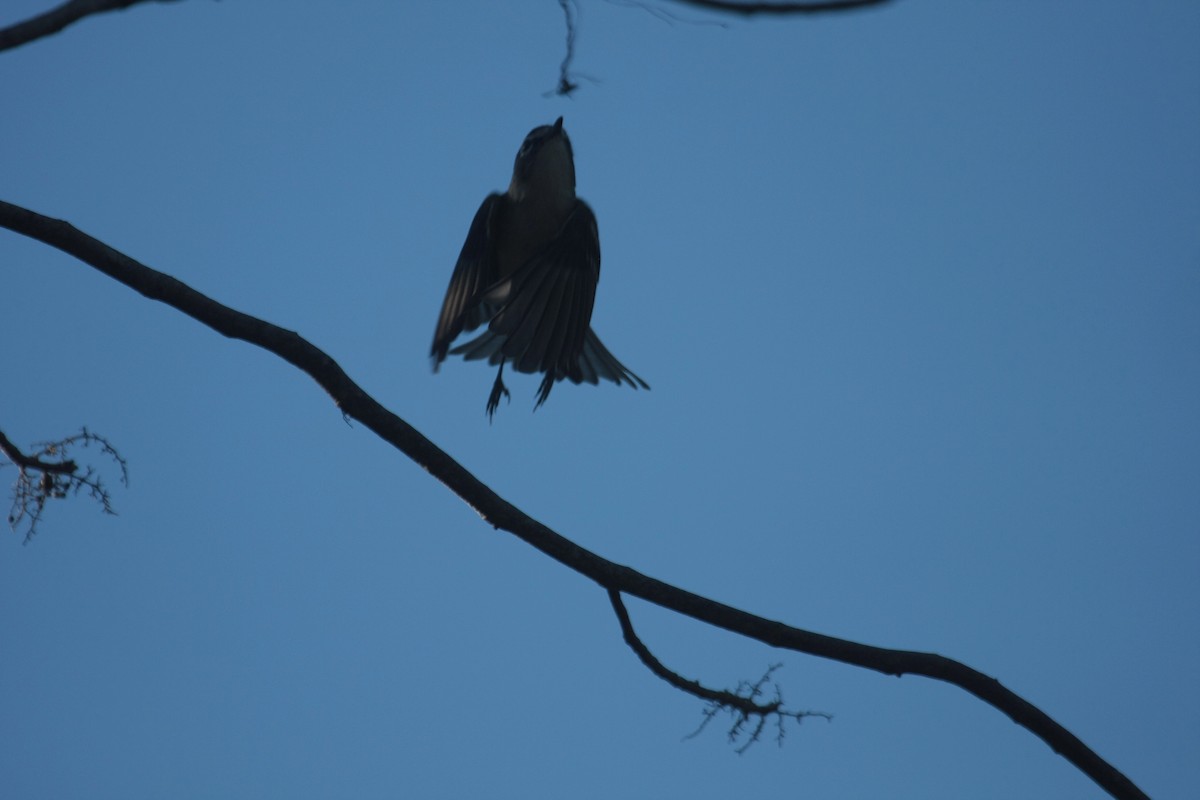 フタスジモズモドキ - ML646536203