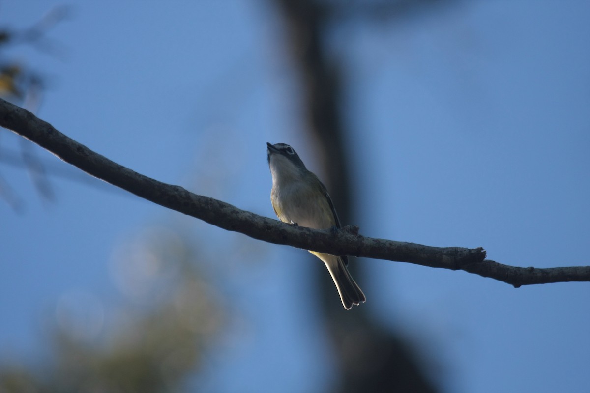 フタスジモズモドキ - ML646536204