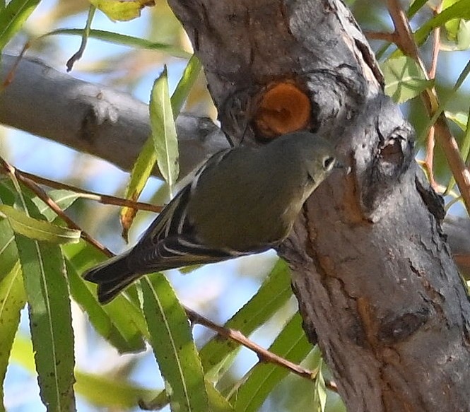 Reyezuelo Rubí - ML646536205