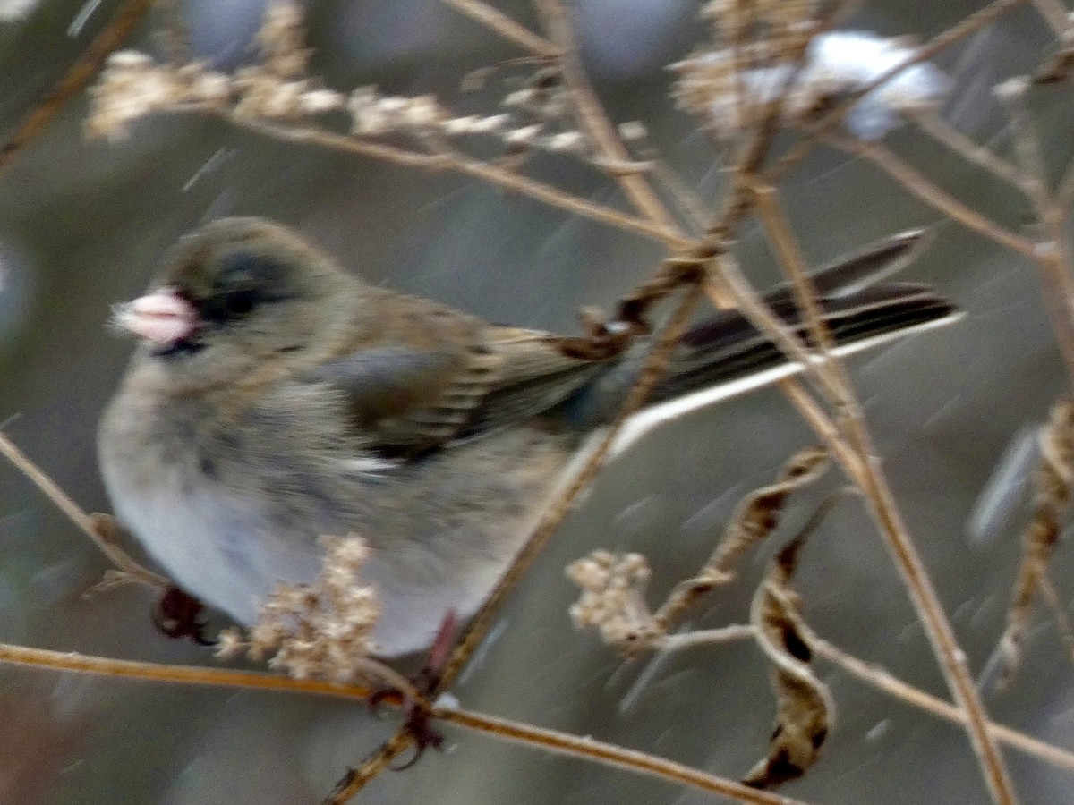 יונקו כהה-עין - ML646536206
