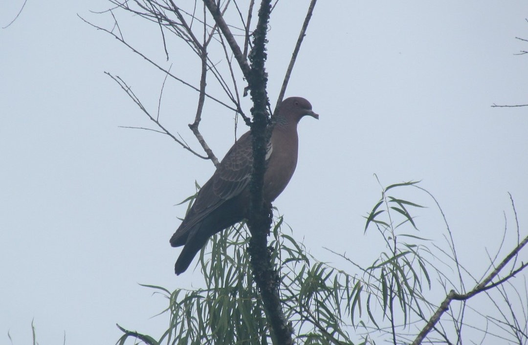 Pikazuro Güvercini - ML646536207