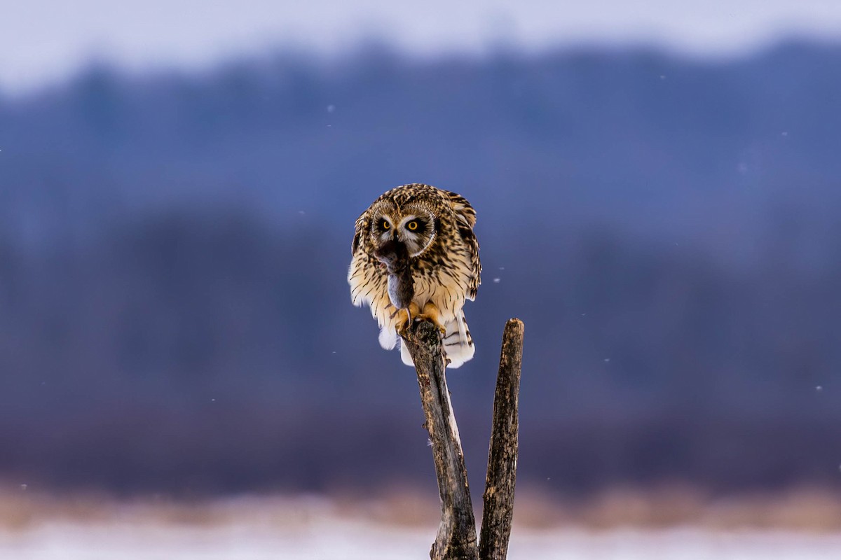 Zingira-hontza - ML646536208