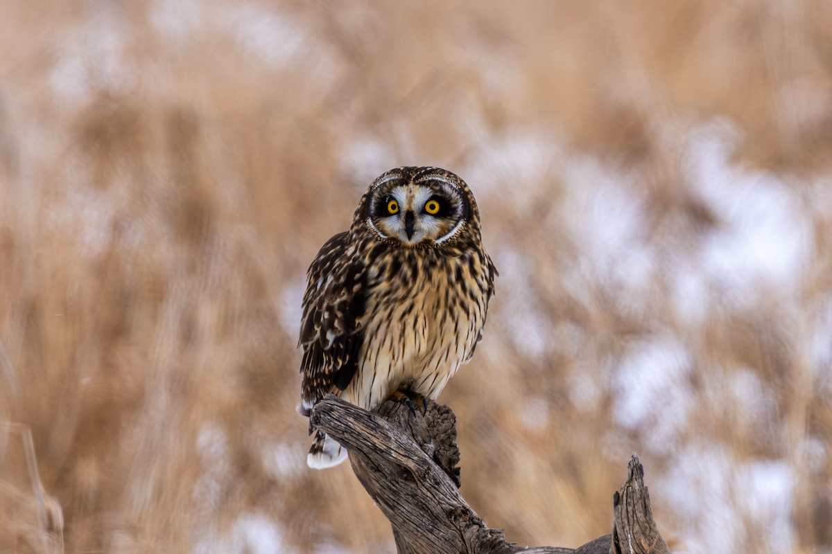 Zingira-hontza - ML646536209