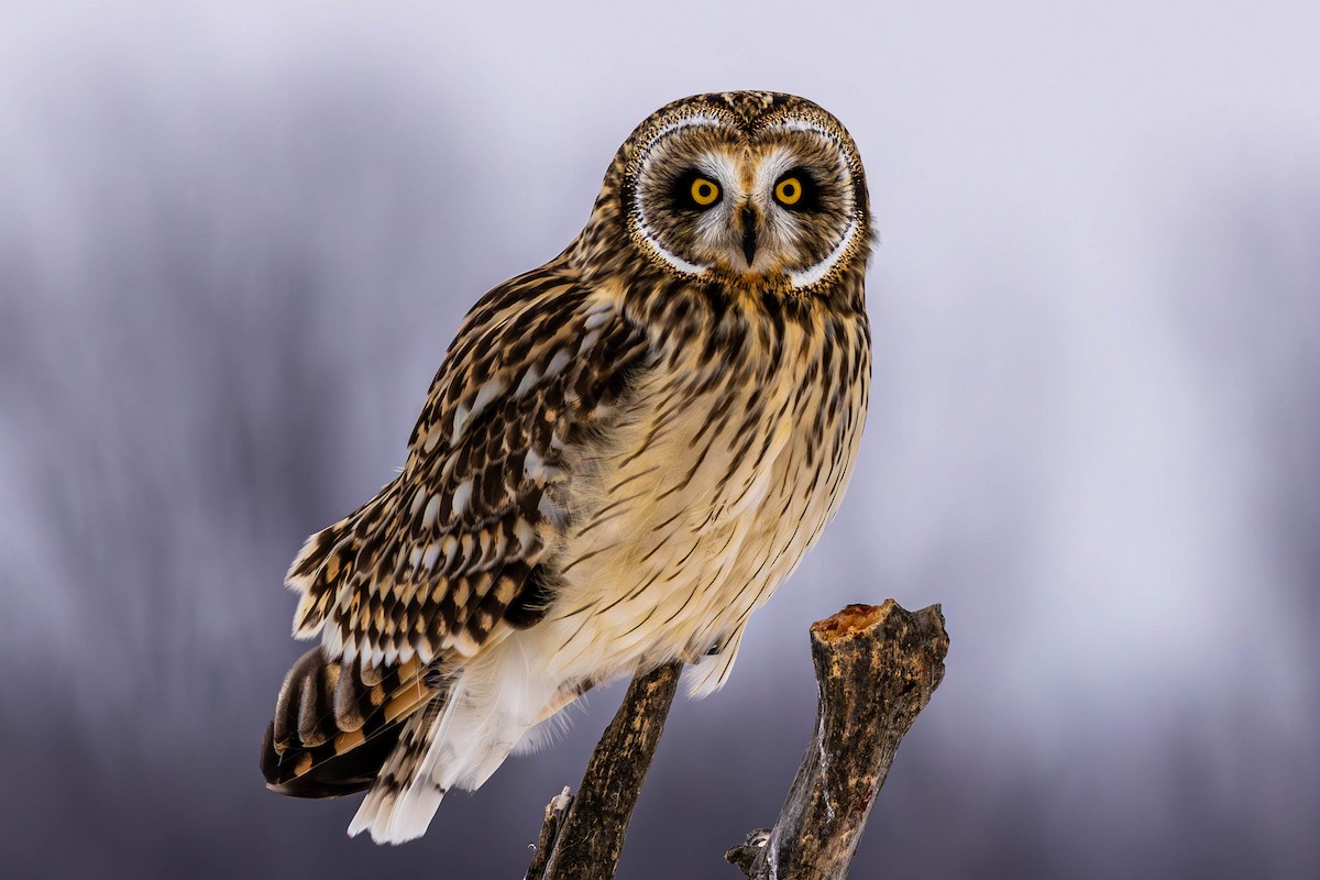 Zingira-hontza - ML646536210