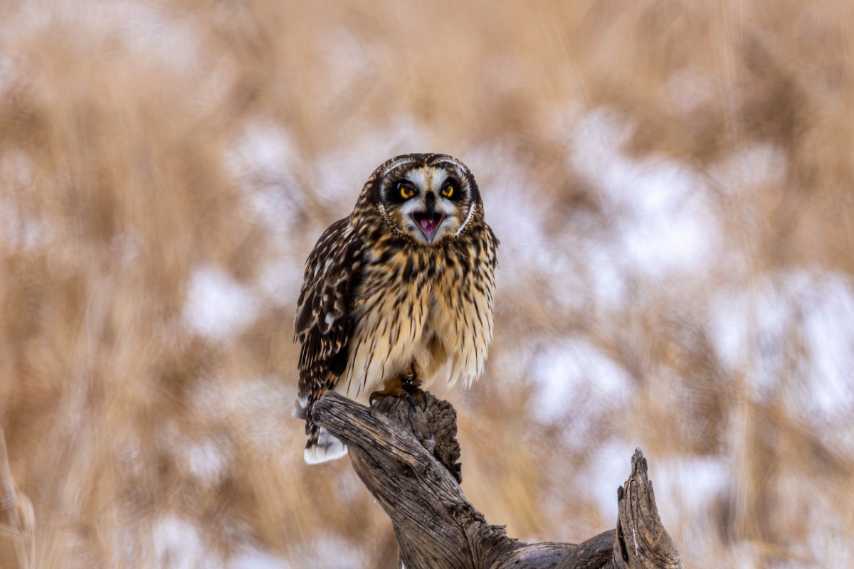 Zingira-hontza - ML646536212