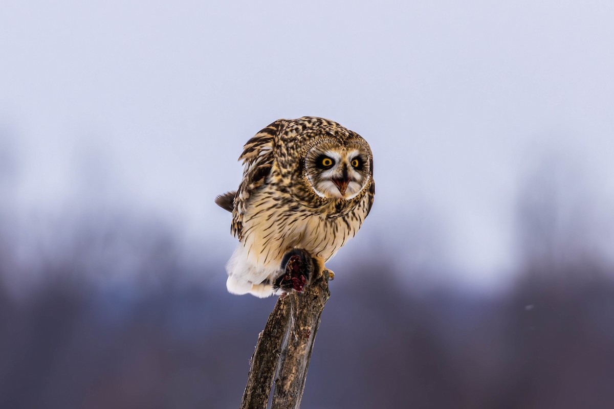 Zingira-hontza - ML646536213