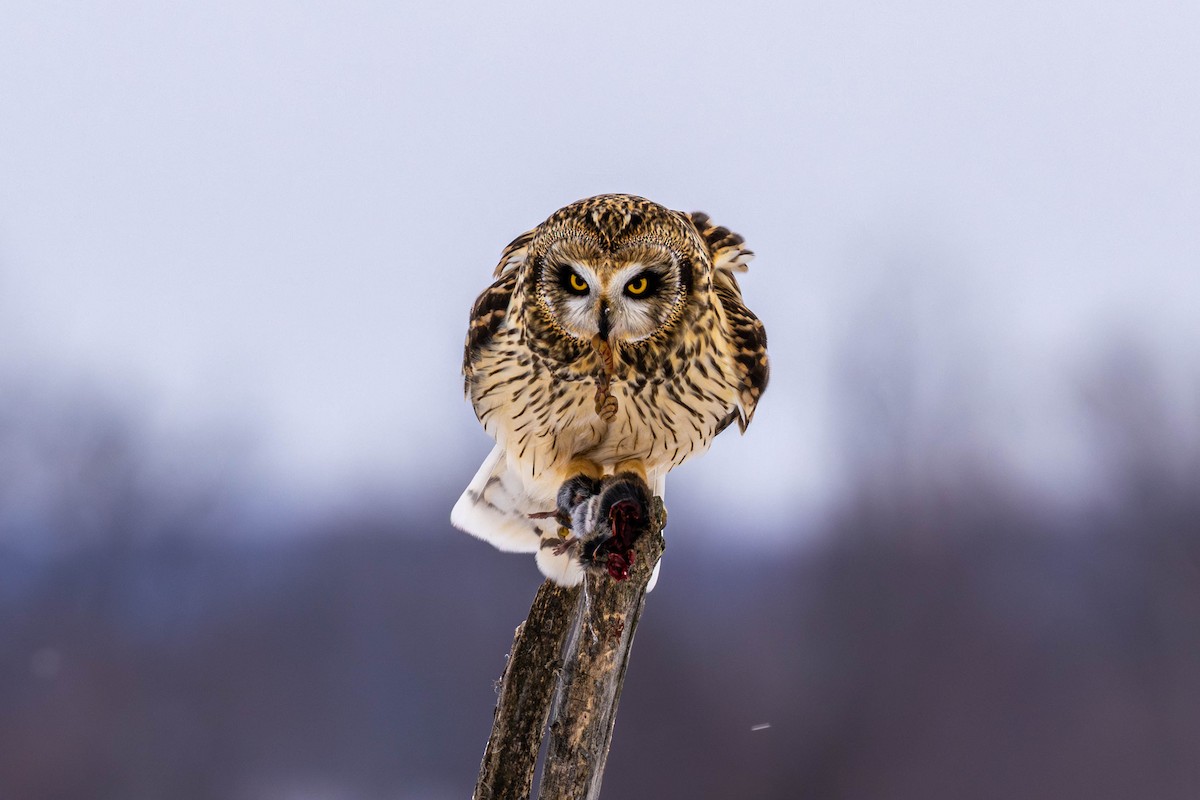 Zingira-hontza - ML646536214