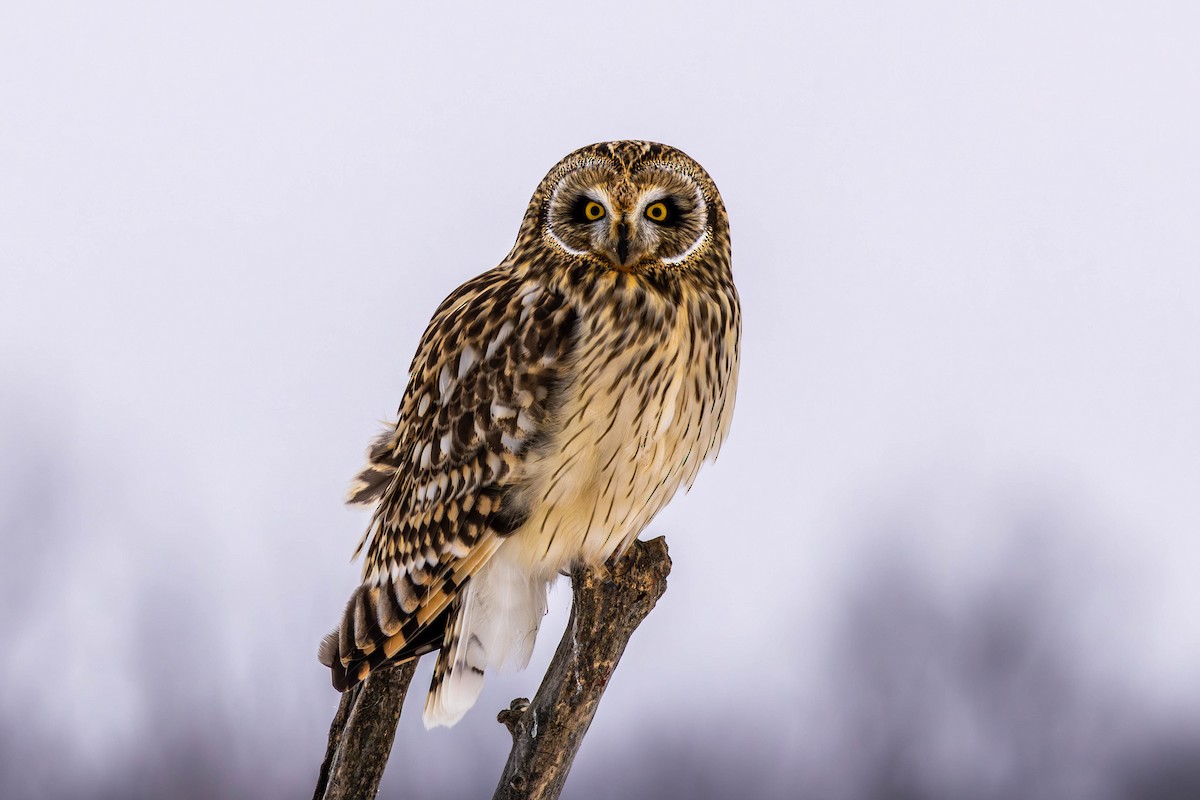 Zingira-hontza - ML646536216