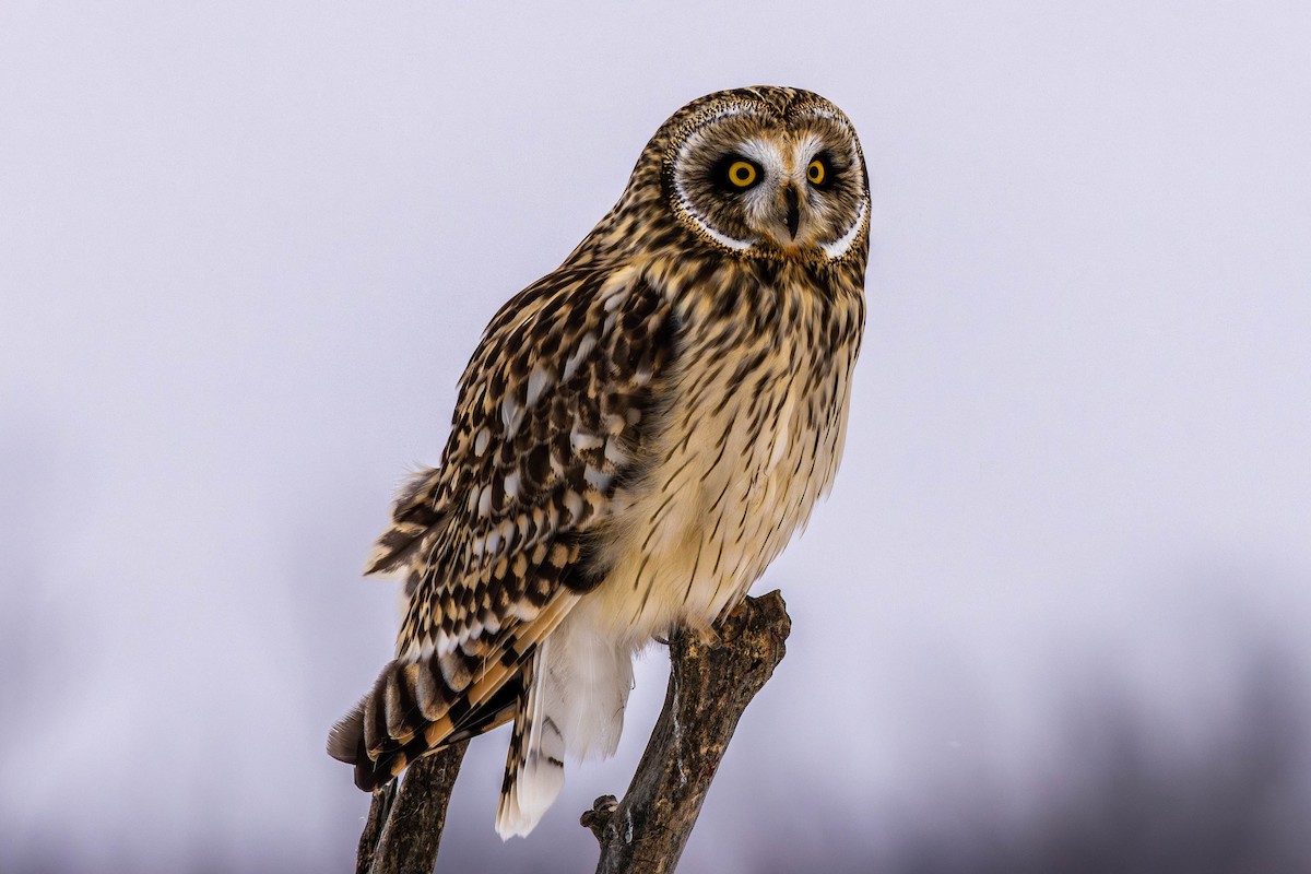 Zingira-hontza - ML646536217