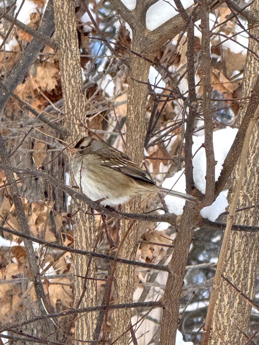 Воробьиная овсянка - ML646536218
