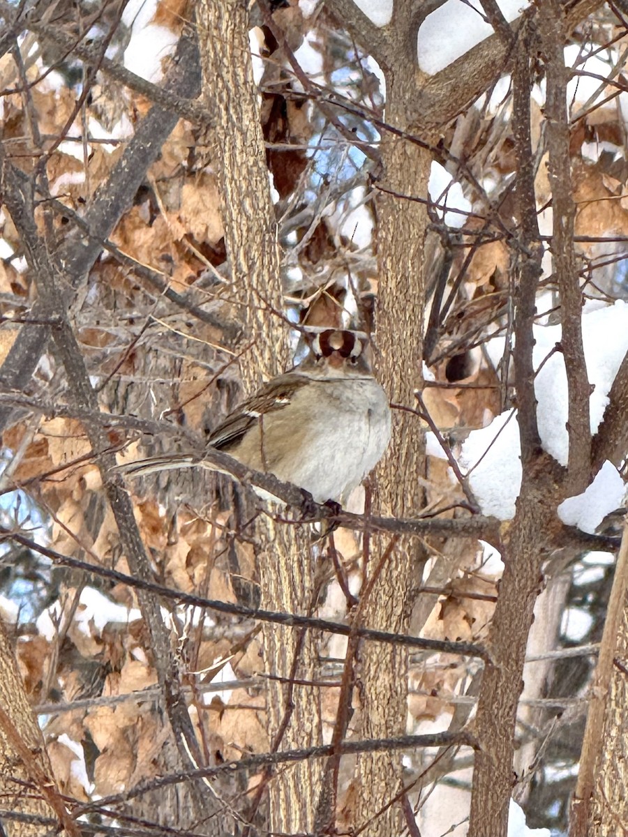 Воробьиная овсянка - ML646536219