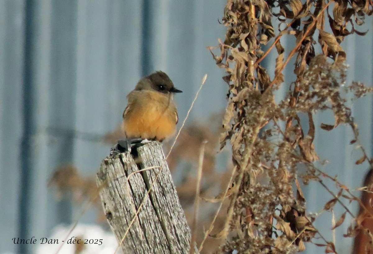 Zimtbauch-Phoebetyrann - ML646536221