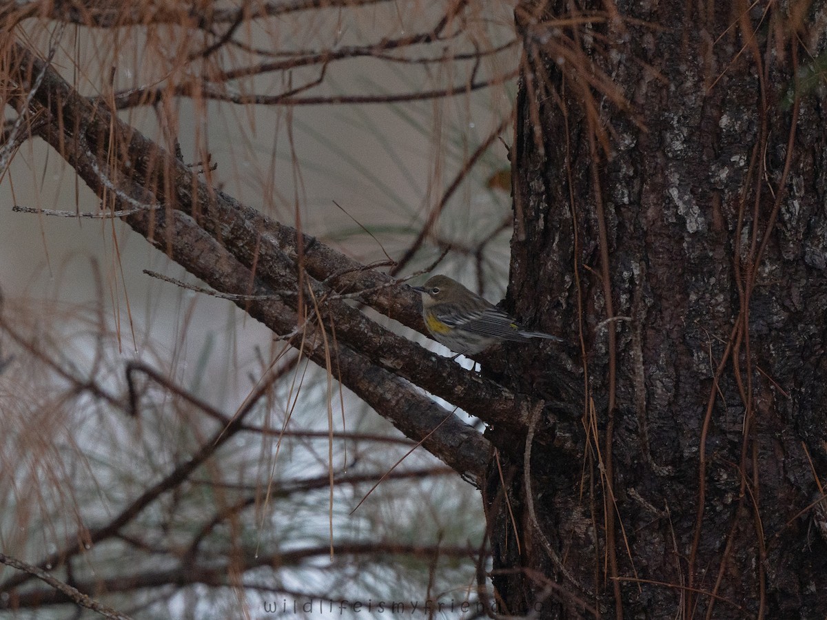 Yellow-rumped Warbler - ML646536222