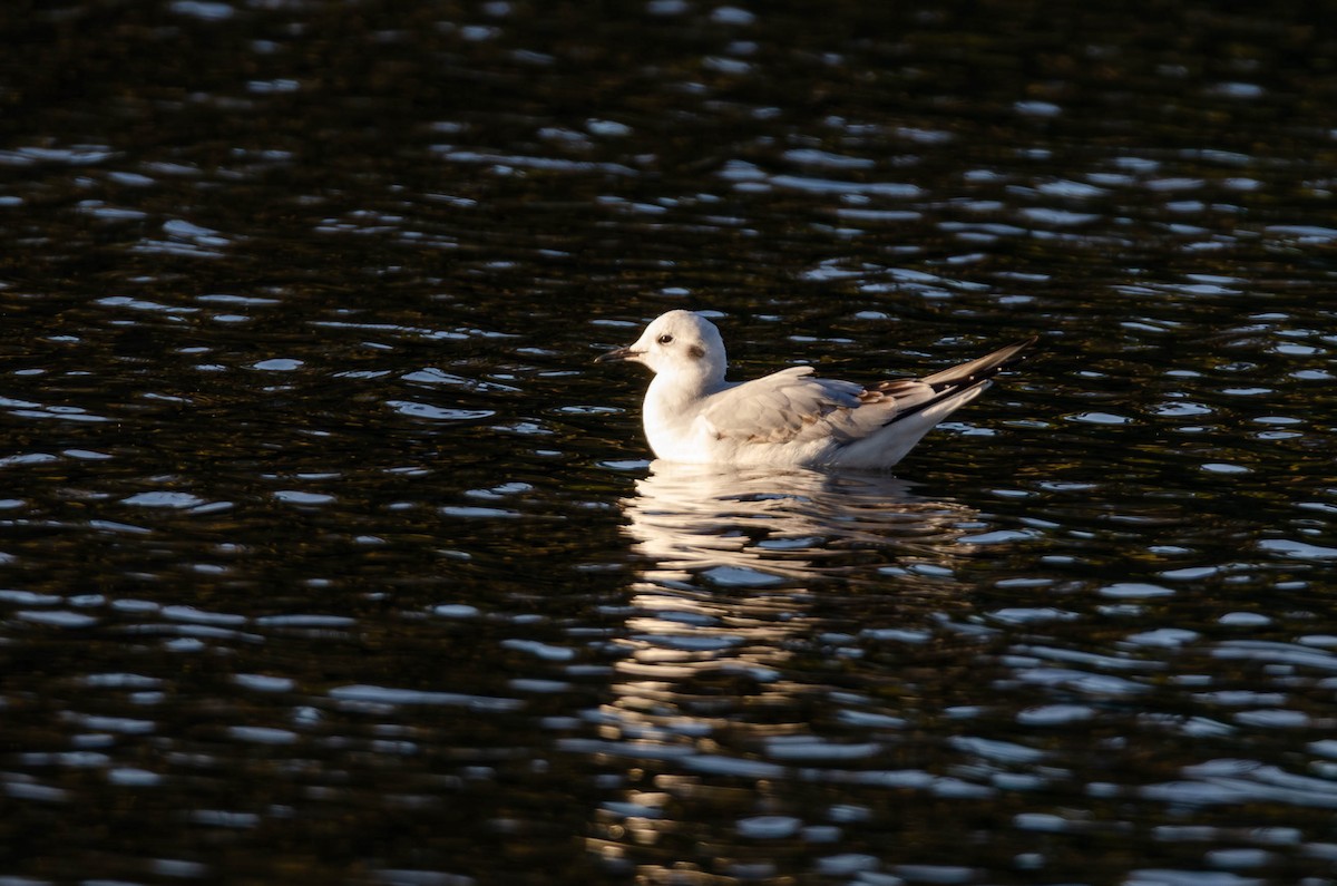 Bonaparte's Gull - ML646536223