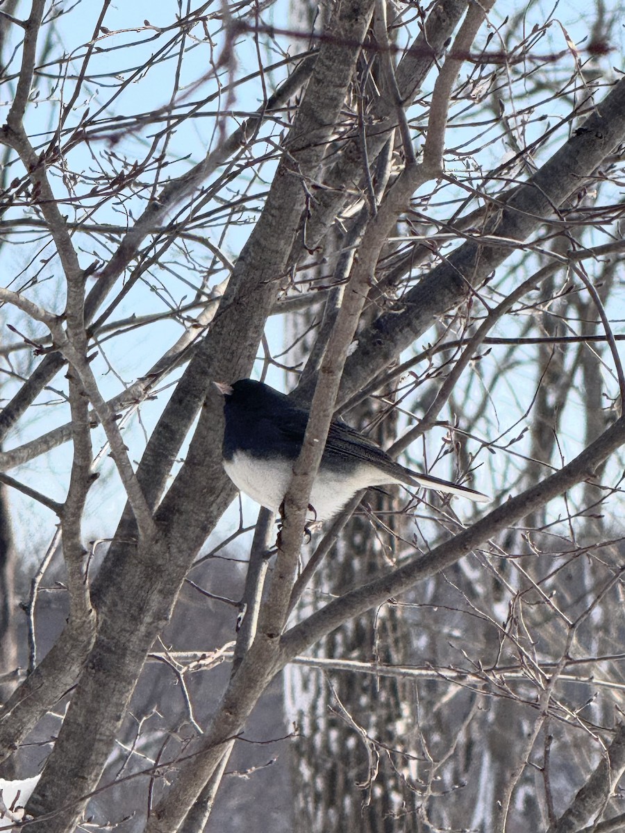 Серый юнко - ML646536225