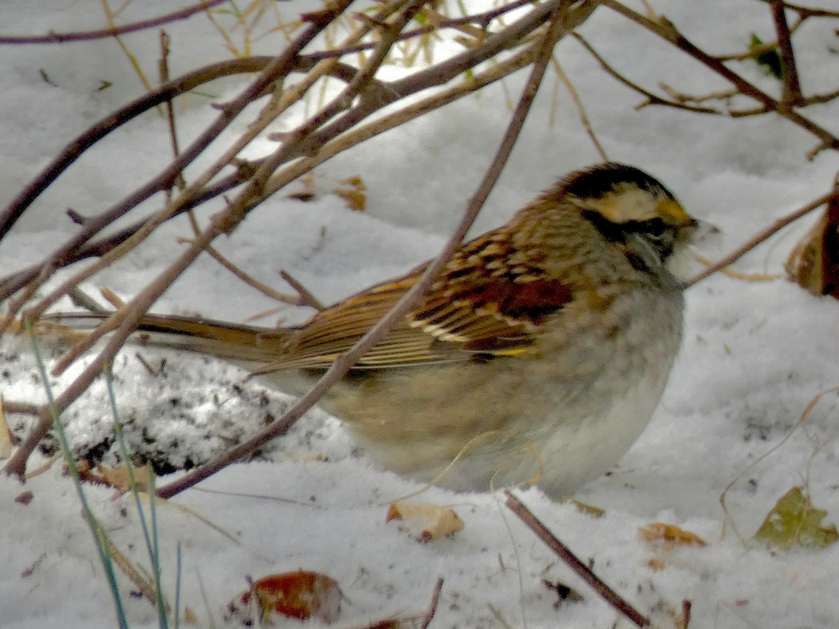 גיבתונית לבנת-גרון - ML646536226