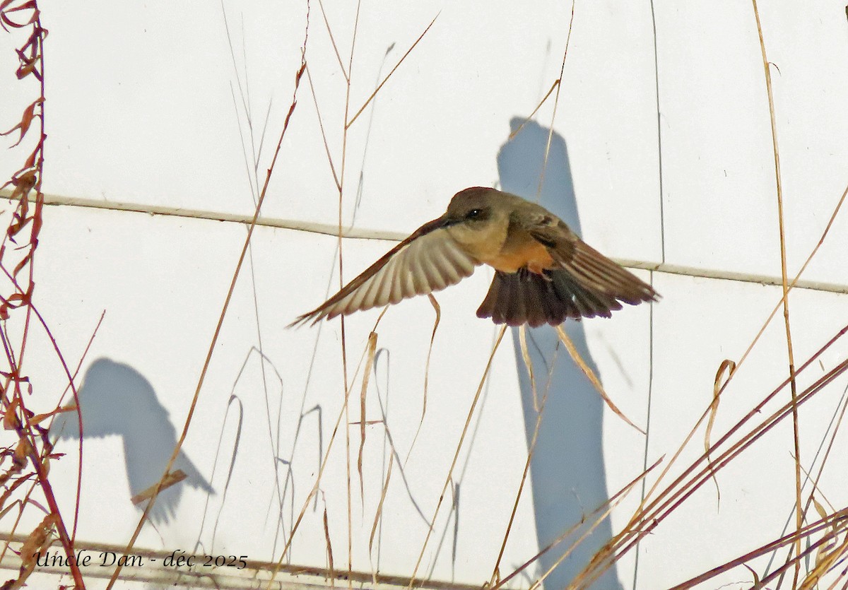 Zimtbauch-Phoebetyrann - ML646536229