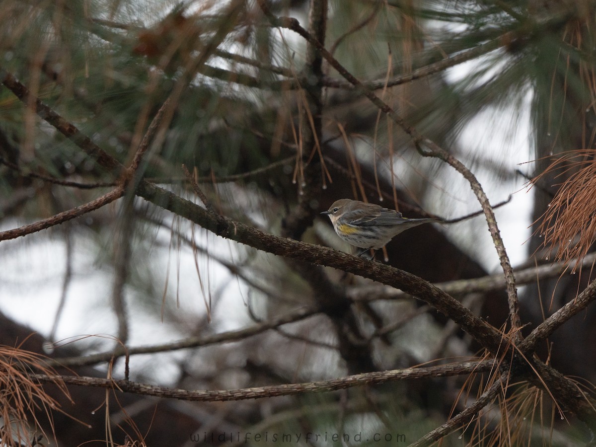 Yellow-rumped Warbler - ML646536230
