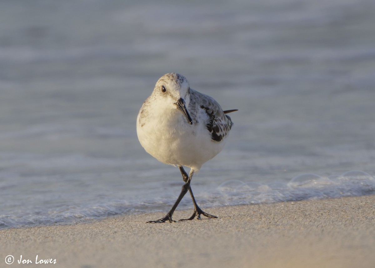 Песчанка - ML646536232