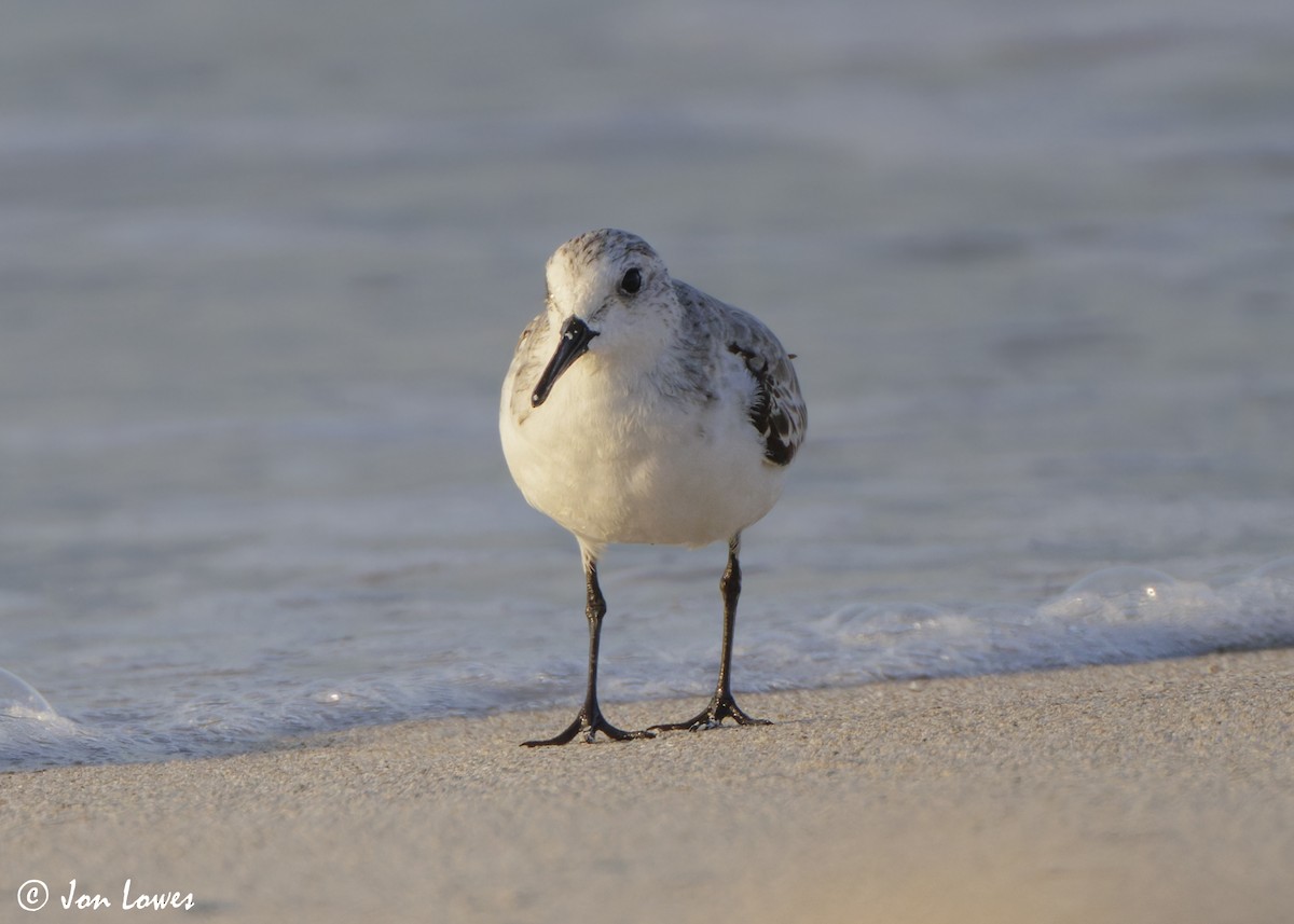 Песчанка - ML646536233