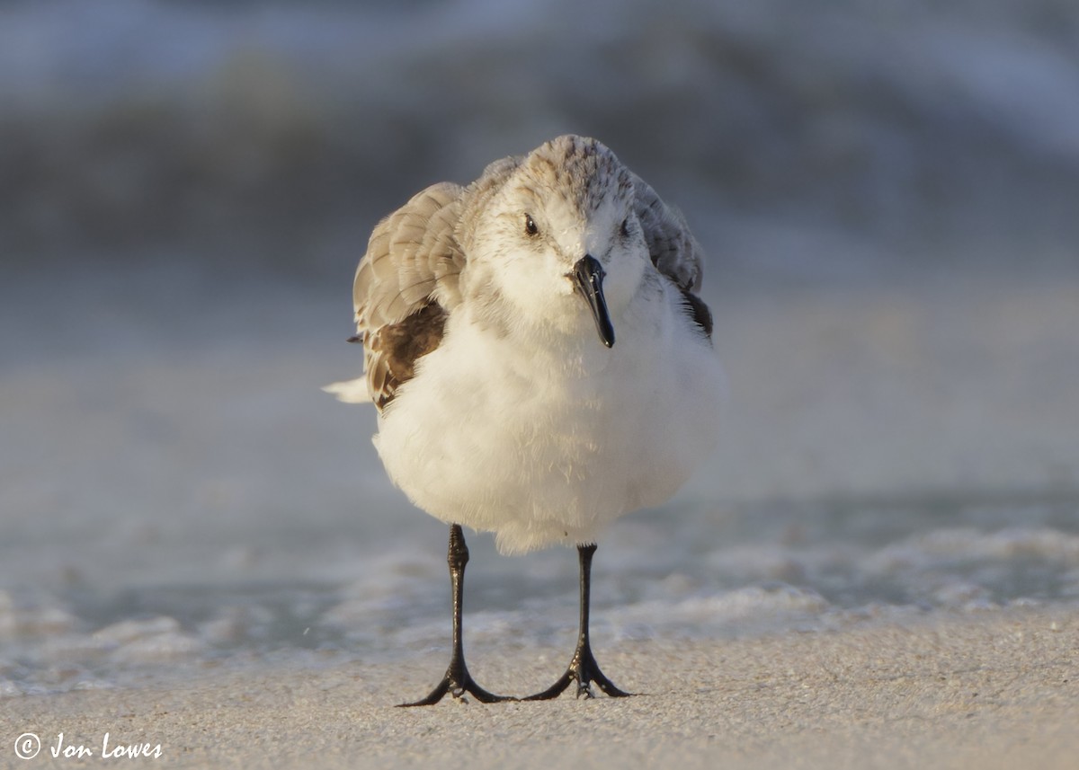 Песчанка - ML646536234