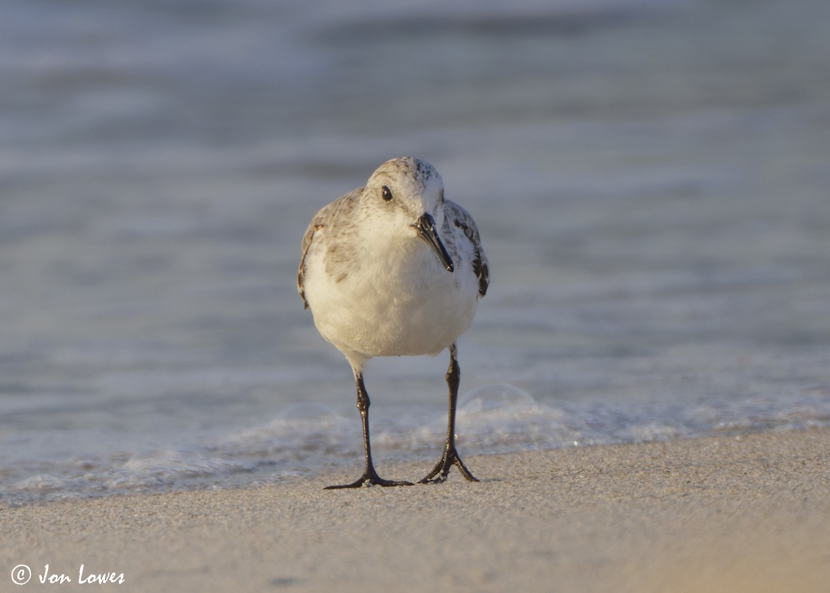 Песчанка - ML646536235