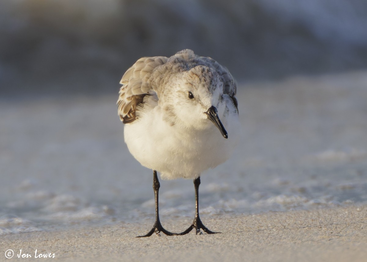 Песчанка - ML646536236